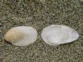 crepidula&nbsp;unguiformis